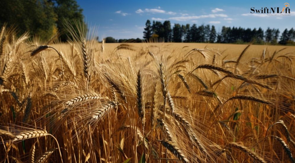 Poland’s Decision to Extend the Ban on Ukrainian Grain Imports: A Complex Trade Dilemma